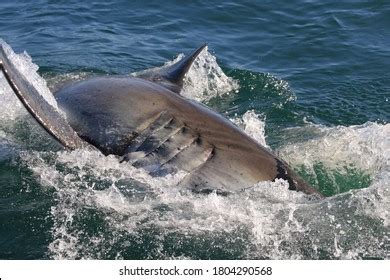 Gill Slits Great White Shark Carcharodon Stock Photo 1804290568 | Shutterstock