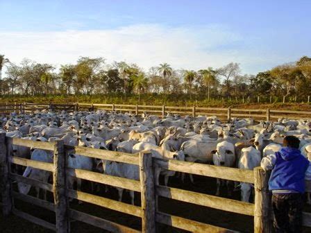 Beni venderá 300 mil cabezas de ganado Ganaderia en Bolivia