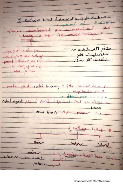 Solution Upper Limb 2 Studypool