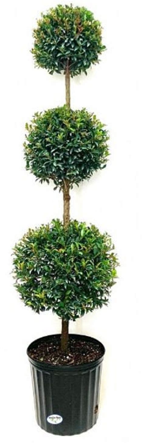 Eugenia Ball Topiary Live Plant In A Inch Pot Eugenia Etsy