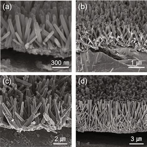 Length Of Zno Nws Fe Sem Images Of Crosssectional Views Of Zno Nws