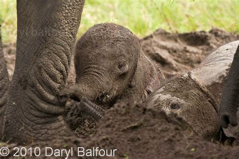 Elephant Birth - after 25 years! - The Home of Daryl & Sharna Balfour ...