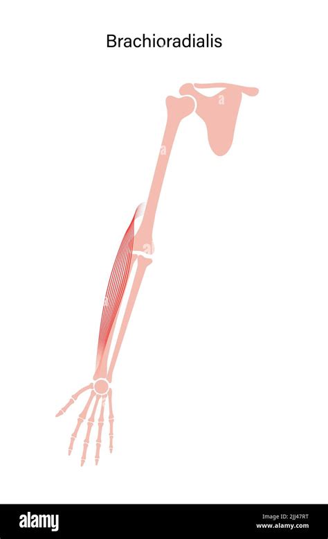 Brachioradialis Muscle Anatomy Illustration Stock Photo Alamy