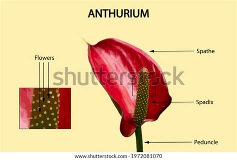 Anthurium Flower Anatomy Illustration Anthurium Flower Stock