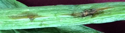 Anthracnose Of Celery Vegetable Pathology Long Island Horticultural