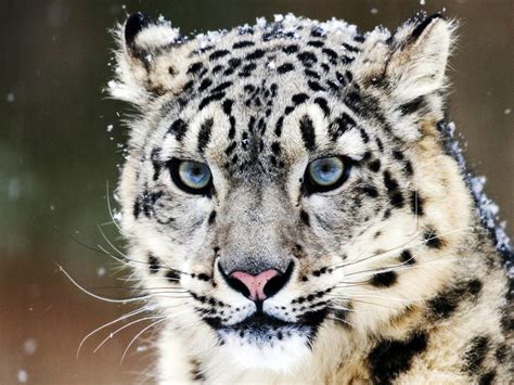 Blue eyes snow leopard Wallpaper | 1024x768 resolution wallpaper ...