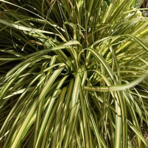 CAREX OSHIMENSIS Négoplantes spécialiste en négoce de plantes