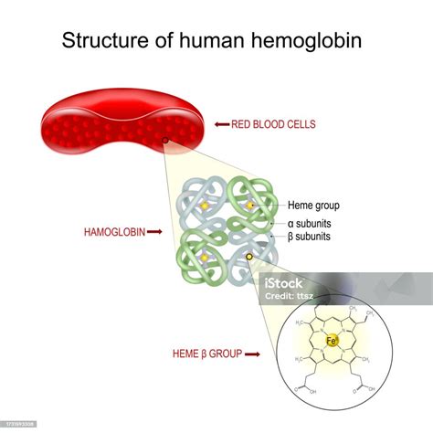 Hemoglobin Structure Stock Illustration - Download Image Now - Activity ...