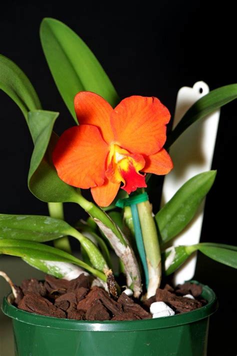 Whats Flowering In February Southern Suburbs Orchid Society Inc