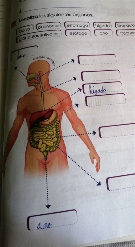 localiza los siguientes órganos Brainly lat