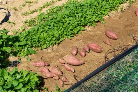Fresh Red Sweet Potato Tubers Have Been Digged Out Of The Soil In The