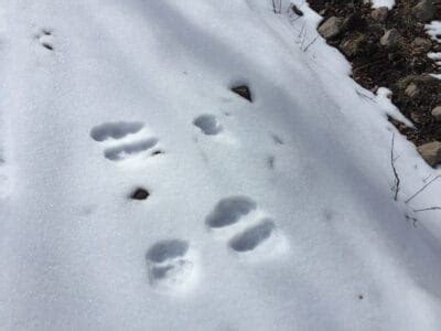 Moose Tracks: Identification Guide for Snow, Mud, and More - A-Z Animals