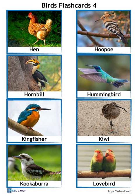 64 Free Printable PDF Birds Flashcards ESL Vault