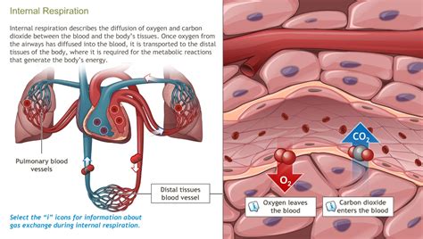 Understanding The Physiology Of The Respiratory System A D A M Ondemand