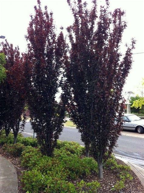 Narrow Trees For Small Yards that Pack a Punch | Ornamental trees ...
