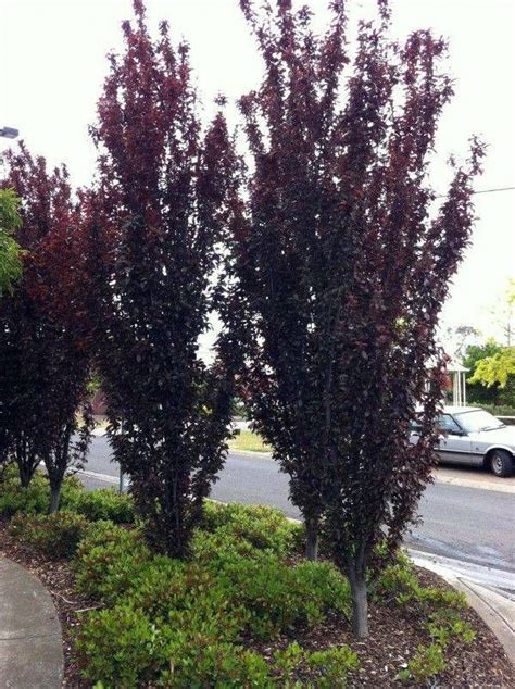 Narrow Trees For Small Yards that Pack a Punch | Ornamental trees ...