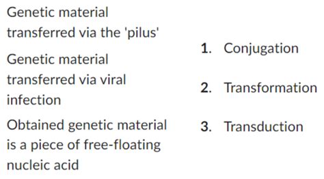 L A B Protists Flashcards Quizlet