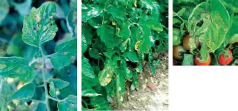 Бели листни петна при доматите | Syngenta