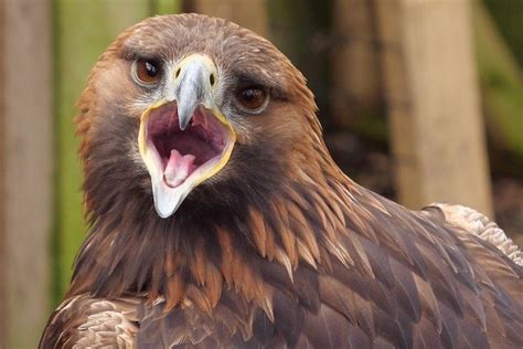 Why Do Hawks Screech? 5 Reasons for This Behavior - Optics Mag