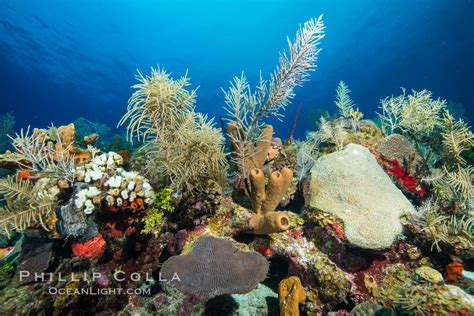 Caribbean Coral Reef Grand Cayman Island Cayman Islands 32201