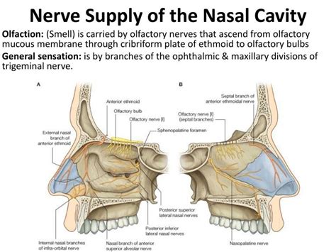 Ppt Nasal Cavity And Paranasal Sinuses Powerpoint Presentation Id1827415