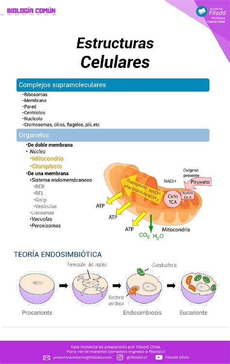 Mitocondria Y Cloroplasto Curso Online De Prueba De Transición Biología Módulo Común Y