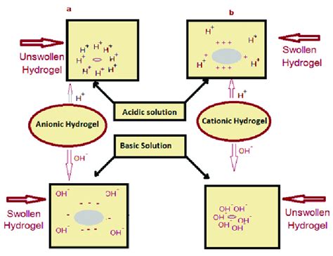 Swelling Behaviour Of Ph Dependant Cationic And Anionic Hydrogels