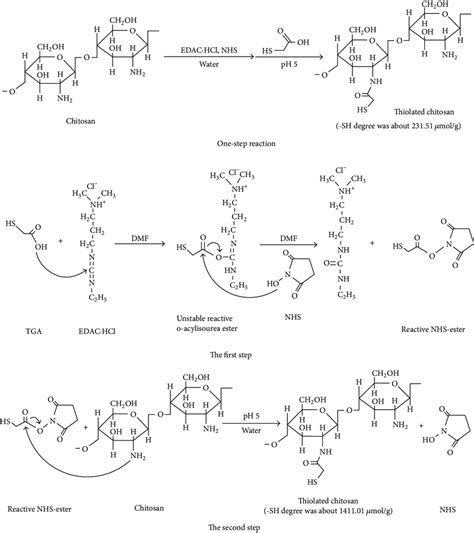 Process For Thiolation Of Chitosan Download Scientific Diagram