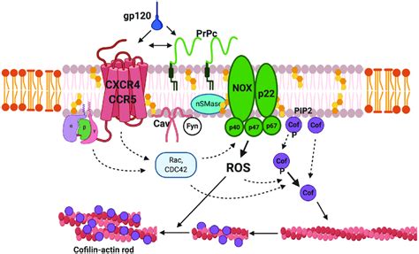 Signaling Components In Gp Mediated Cofilin Actin Rod Formation And