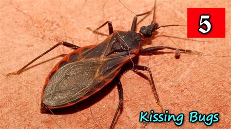 Top 10 Most Deadliest Bugs In The World Youtube