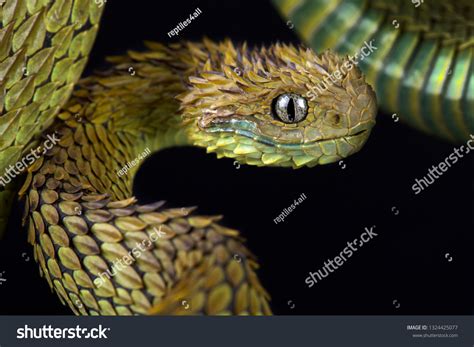 Hairy Bush Viper Atheris Hispida Stock Photo Shutterstock