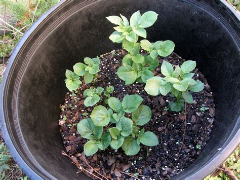 How To Grow Irish Potatoes In A Container Dengarden