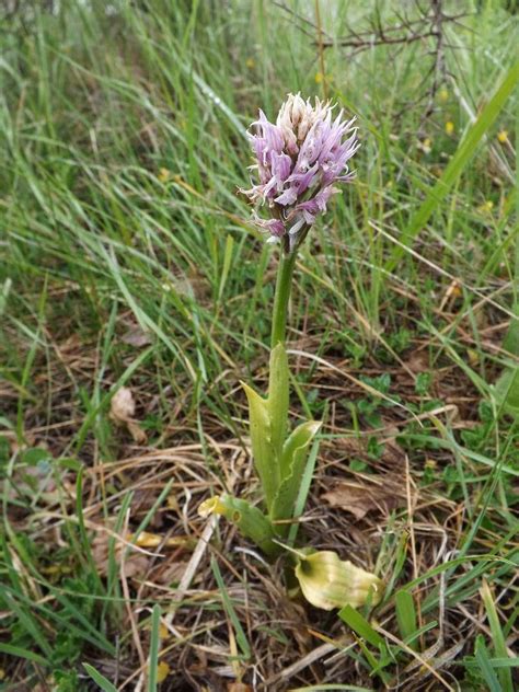 Wild Nature Of The Cantabrian Mountains Spain A New Location Of The Orchis Italica Naked Man
