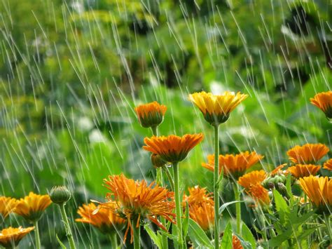 What To Do In The Garden With All This Rain Dallas Arboretum And