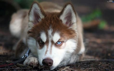 Puppy, Siberian Husky - Dogs wallpapers: 2560x1600