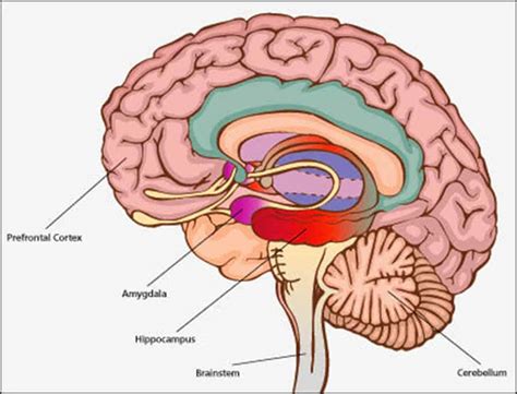 How Does The Brain Link Events To Form A Memory The Art Of Healing