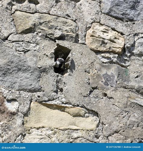 House Sparrow Nesting in a House Wall in Springtime Stock Photo - Image