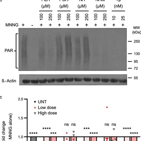 Pza Inhibits Parp Enzymatic Activity In Macrophages A Schematic