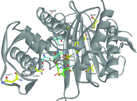 Molecular Model Of Sulbactam Bound To Acinetobacter Baumannii