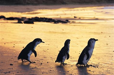 Phillip Island Penguin Parade Tour From Melbourne Mpt