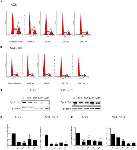 Frontiers Berberine Attenuated Proliferation Invasion And Migration