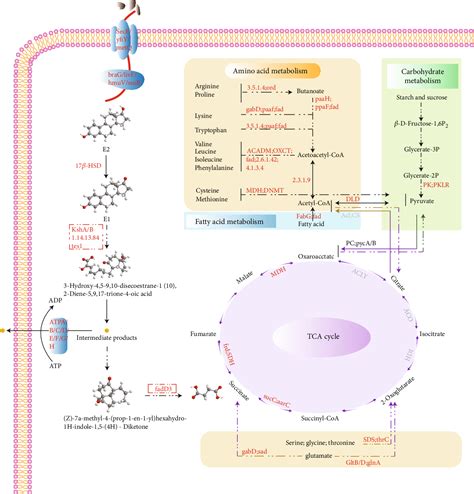 Figure From The Analysis Of Estrogen Degrading And Functional