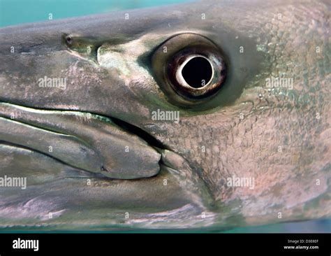 barracuda fish  res stock photography  images alamy