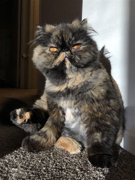 Tortoiseshell Persian