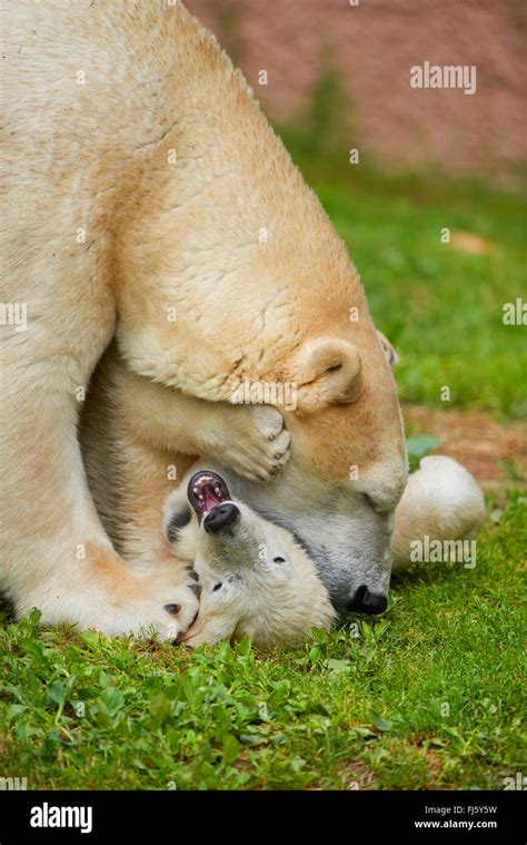 Polar Bear Ursus Maritimus Polar Bear Cub Playing With Its Mother