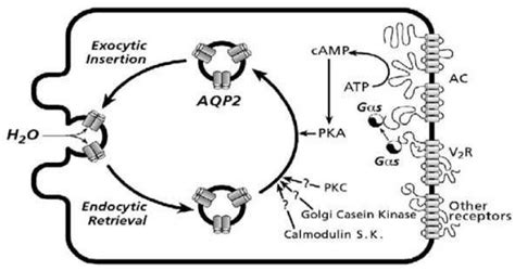 Overview Of Vasopressin Controlled Aqp2 Membrane Targeting In