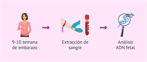 Cómo es el test de ADN fetal en sangre materna