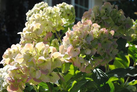 Pruning Hydrangeas in Mild-Climate Zones