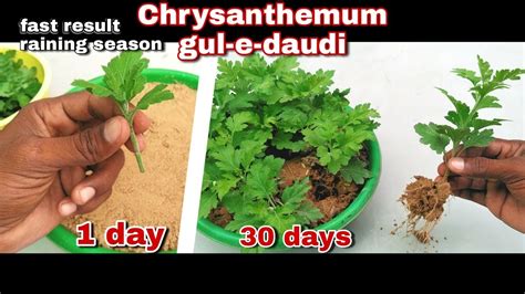 How To Grow Chrysanthemum From Cuttings Raining Season Growing