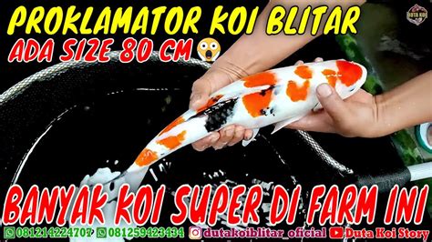 KOI JUMBO DI FARM INI HARGA MURMER TENGOK STOCK DI PROKLAMATOR KOI ADA